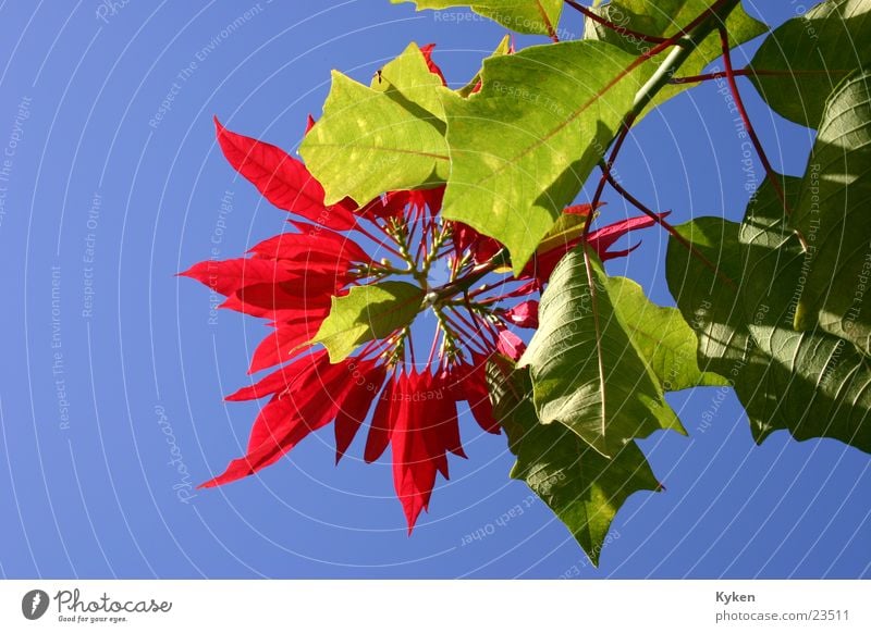 Weihnachten im Himmel Pflanze Blume Blüte Wachstum Blatt Froschperspektive rot Weihnachtstern