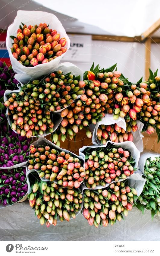 Echte Tulpen aus Holland Markt Marktstand Pflanze Sommer Blume Blatt Blüte Grünpflanze Blumenstrauß liegen viele gebunden Bündel verpackt Farbfoto Außenaufnahme