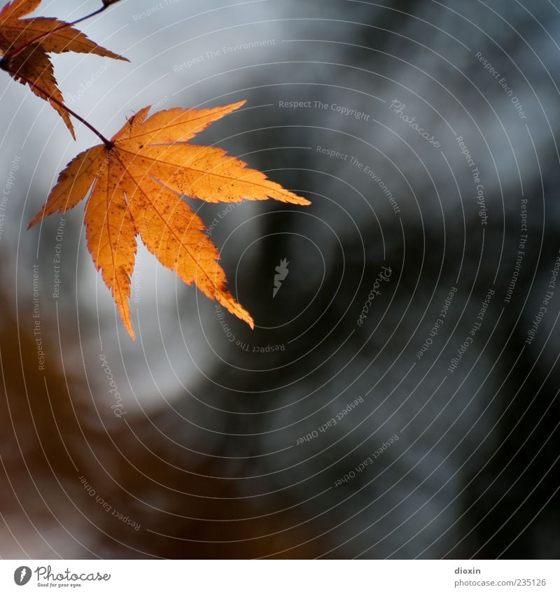 Fallen Leaves Natur Pflanze Herbst Blatt alt hängen Farbfoto Außenaufnahme Menschenleer Textfreiraum rechts Textfreiraum unten Gegenlicht Schwache Tiefenschärfe