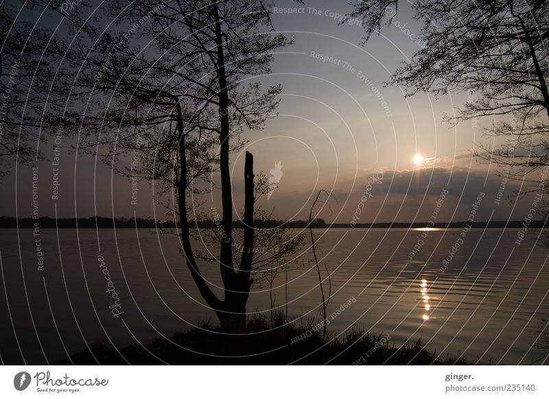 Zur Ruhe kommen Umwelt Natur Landschaft Wasser Himmel Sonne Sonnenaufgang Sonnenuntergang Sonnenlicht Wetter Schönes Wetter Baum Sträucher Wellen Küste Seeufer