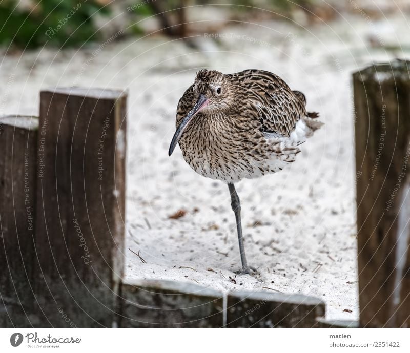 Stelze Tier Vogel 1 stehen braun grün weiß Lücke Pfosten Farbfoto Gedeckte Farben Außenaufnahme Nahaufnahme Menschenleer Textfreiraum links Textfreiraum rechts