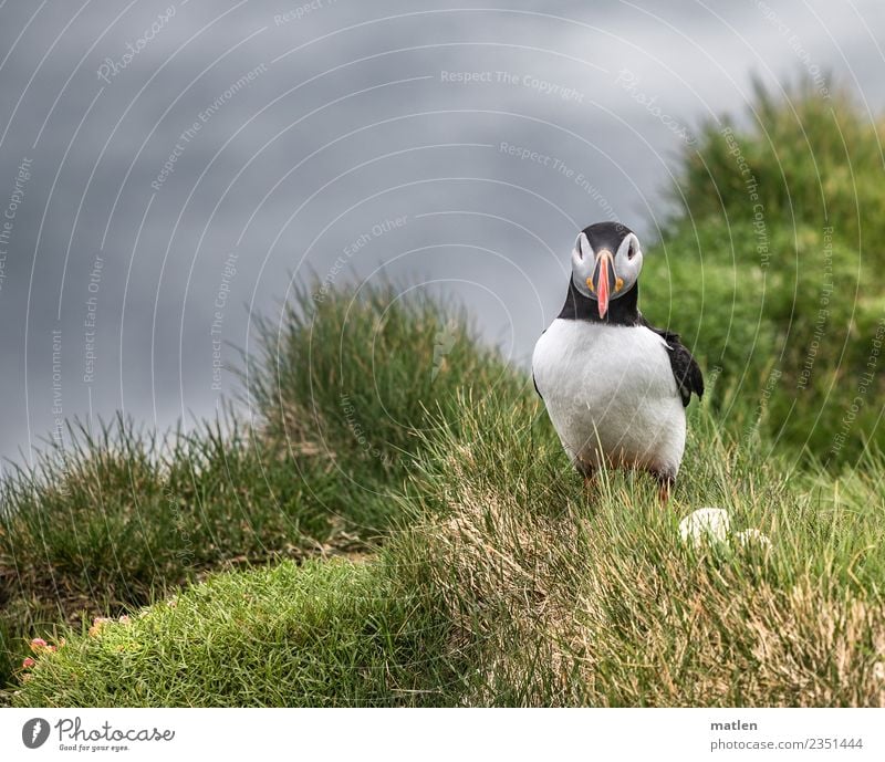 Der Eierdieb Frühling Gras Küste Tier Wildtier Vogel Tiergesicht 1 grau grün rot schwarz weiß Papageitaucher gefangen Dieb Klippe Island Farbfoto Außenaufnahme