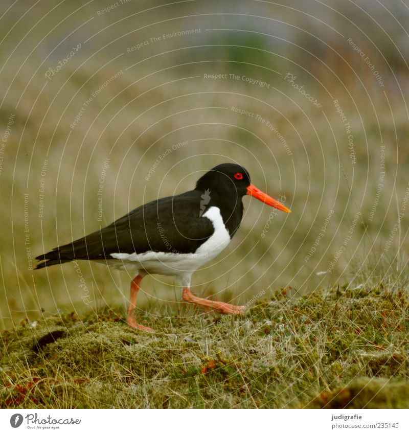 Island Umwelt Natur Pflanze Tier Wildtier Vogel Austernfischer 1 gehen frei schön rot schwarz weiß Leben Farbfoto Außenaufnahme Menschenleer Tag Tierporträt