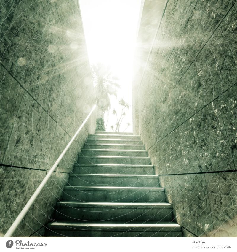 Gehe ins Licht. Sonne Sonnenlicht Sommer Schönes Wetter Mauer Wand Treppe modern Stein Palme Lissabon Gedeckte Farben Außenaufnahme Gegenlicht schemenhaft