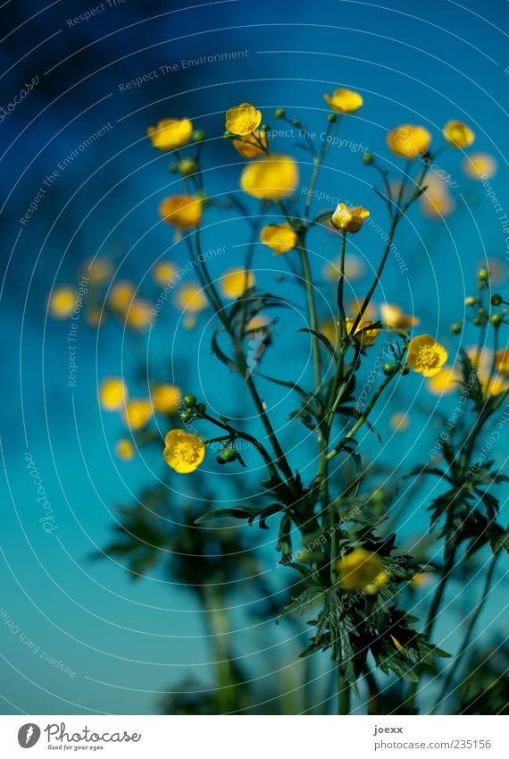 Sonnensystem Himmel Frühling Pflanze Blume Wiese blau gelb grün Hahnenfuß Hahnenfußgewächse Farbfoto mehrfarbig Außenaufnahme Nahaufnahme Menschenleer Tag