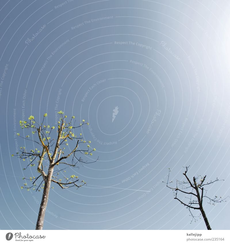 baumgespräch Umwelt Natur Pflanze Baum Wachstum Kondensstreifen Himmel Frühling Farbfoto mehrfarbig Außenaufnahme Menschenleer Textfreiraum oben