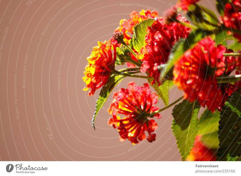 Sommerblumen Pflanze Frühling Schönes Wetter Blume Blüte Grünpflanze Wildpflanze Topfpflanze orange Gefühle Freude Glück Fröhlichkeit Zufriedenheit Lebensfreude