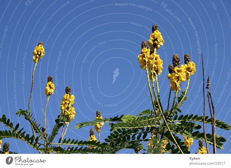 Ab in den Himmel Blume Blüte grün gelb Wachstum Sommer Frühling blau Pflanzengrün