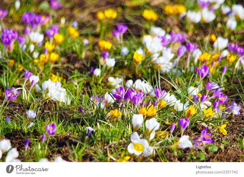 Wer hat die Krokussnuss geklaut Umwelt Natur Landschaft Pflanze Blume Garten Park Wiese Zeichen blau mehrfarbig Liebe Romantik schön ruhig Hoffnung