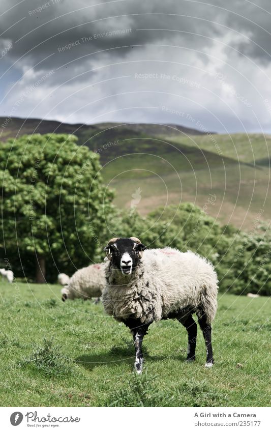 bäääähhhhhhh Natur Landschaft Himmel Wolken Gewitterwolken Frühling Wetter Schönes Wetter Tier Nutztier Schaf Paarhufer Herde Säugetier Tiergruppe grün weiß