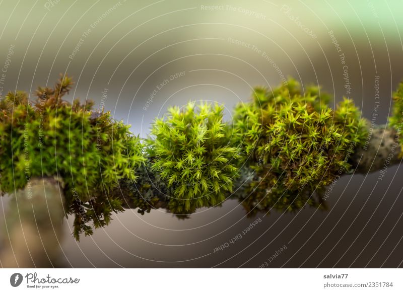 Moospölsterchen Umwelt Natur Pflanze Grünpflanze Ast Zweige u. Äste Wald frisch weich braun grau grün ruhig Zeit Polster Stern (Symbol) fein Farbfoto