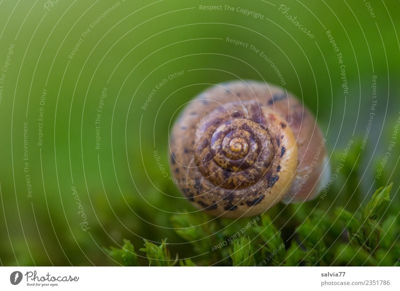 gemustertes Häuschen Natur Erde Pflanze Moos Blatt Schnecke frisch natürlich rund braun grün Schutz Symmetrie Muster Ornament Spirale Hütte Farbfoto