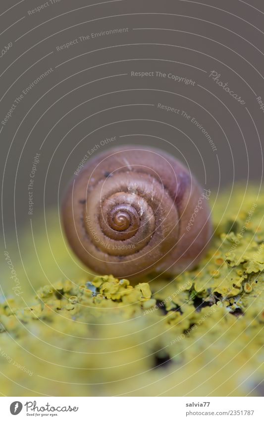 Häuschen auf Flechten Natur Pflanze Herbst Pilz Schnecke 1 Tier rund braun gelb grau Einsamkeit ruhig Schutz Kontrast Strukturen & Formen Spirale Farbfoto