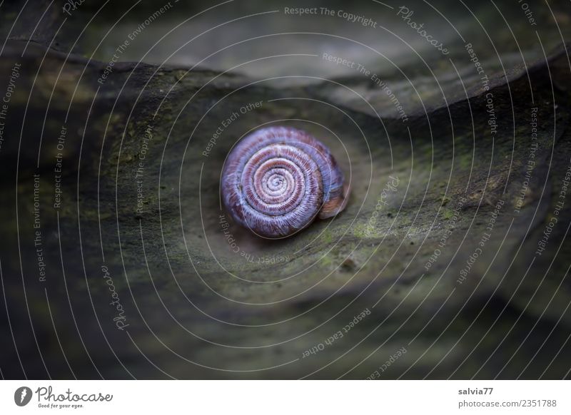 *** 700 *** Natur Schnecke Schneckenhaus Stein Holz Ornament rund grau schwarz Design Mittelpunkt Schutz Vergänglichkeit Spirale Kontrast Windung Linie mystisch