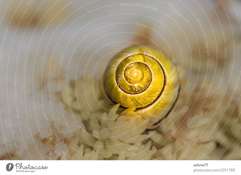 goldenes Häuschen Natur Winter Pflanze Blatt Wildpflanze Fetthenne Schnecke Schneckenhaus 1 Tier gelb weiß Schnee Strukturen & Formen Spirale Farbfoto