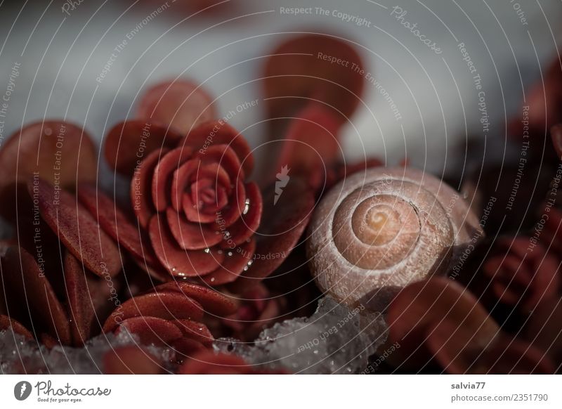 gut behütet | Winterschlaf Natur Herbst Schnee Pflanze Blatt Wildpflanze Fetthenne Blattschatten braun weiß ruhig Schutz Spirale Schneckenhaus Muster Farbfoto