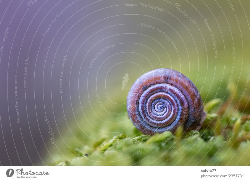 rund und klein Umwelt Natur Pflanze Moos Wald Tier Schnecke 1 weich blau braun grün Schutz Symmetrie Spirale Farbfoto Außenaufnahme Makroaufnahme Muster