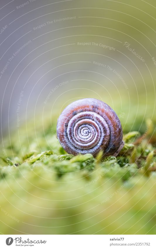 isolation | zurückgezogen Umwelt Natur Pflanze Moos Tier Schnecke 1 klein natürlich oben rund weich braun grau grün Schutz Kontrast Strukturen & Formen Spirale