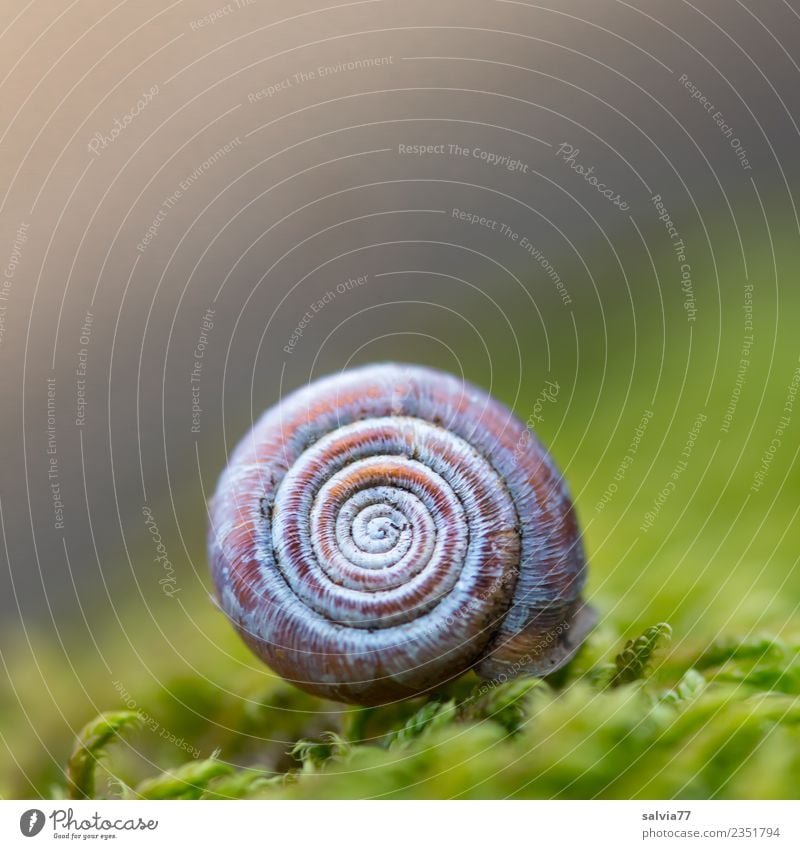 Häuschen im Moos harmonisch ruhig Meditation Natur Erde Pflanze Wald Schnecke Schneckenhaus Zeichen Ornament nah rund braun grau grün Design Schutz Symmetrie