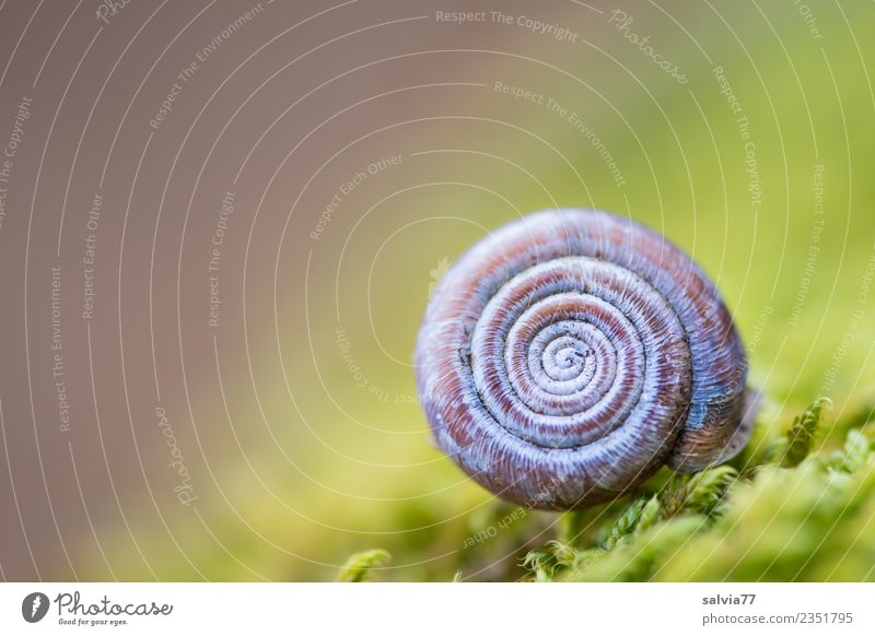 rundes Häuschen Natur Pflanze Tier Erde Moos Grünpflanze Wald Schnecke Schneckenhaus ästhetisch weich blau braun grün Design einzigartig Idylle Pause