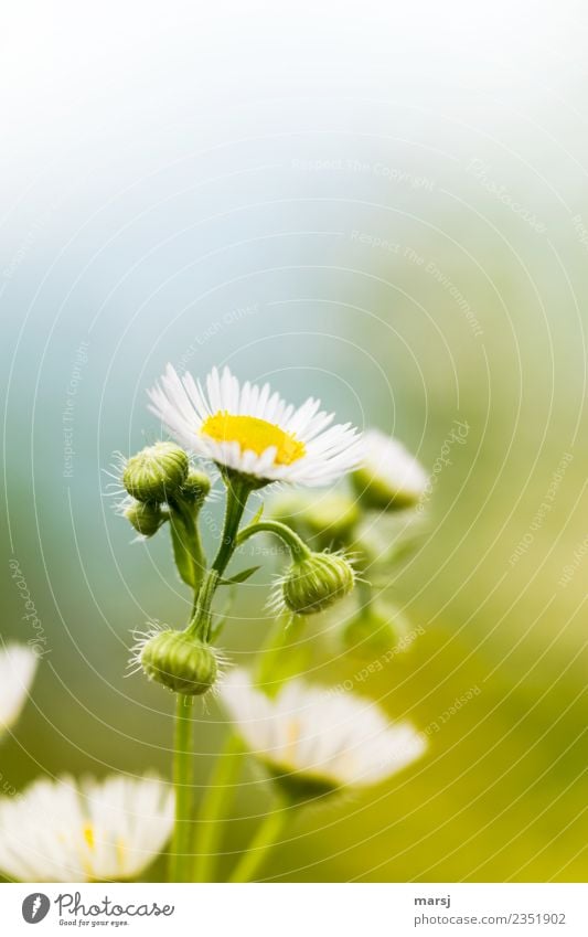 Zart und fein in den Frühling Natur Sommer Pflanze Blume Blüte Blütenknospen Blühend leuchten Lebensfreude Frühlingsgefühle Kraft elegant Hoffnung Farbfoto