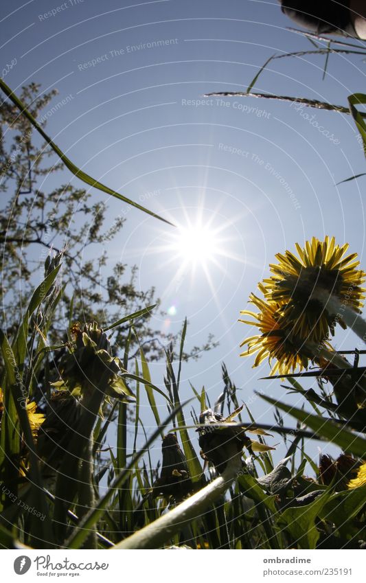 Immer der Sonne nach.... Umwelt Natur Pflanze Himmel Sonnenlicht Frühling Sommer Schönes Wetter Gras Wildpflanze Wiese Löwenzahn Blume Farbfoto Außenaufnahme