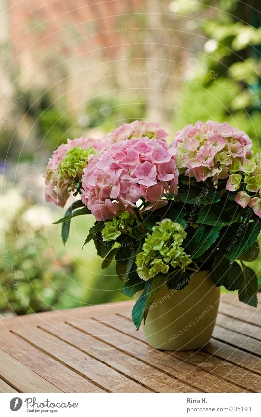 Vorfreude auf den Sommer Pflanze Frühling Topfpflanze Blühend hell grün rosa Frühlingsgefühle Hortensie Farbfoto Außenaufnahme Schwache Tiefenschärfe 1