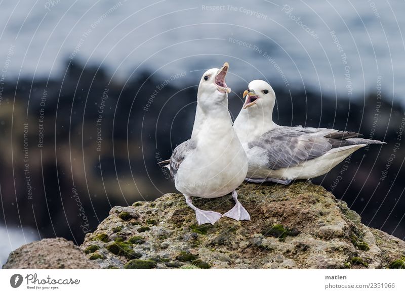 Balzendes Eissturmvogelpaar im Regen Tier Frühling schlechtes Wetter Moos Felsen Vogel 2 Tierpaar Brunft schreien braun gelb grau weiß Island Farbfoto