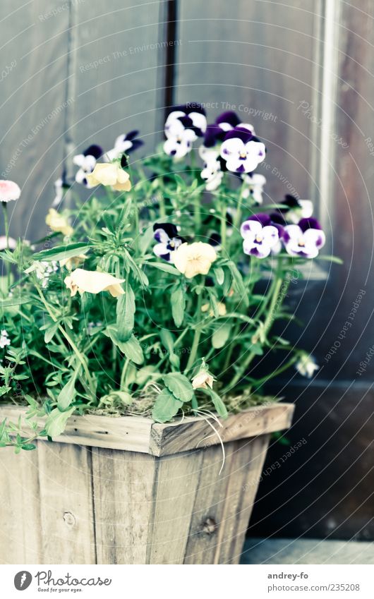 Stiefmütterchen. Natur Sommer Pflanze Blume Topfpflanze Holz stehen schön braun grün violett Stiefmütterchenblüte Blumenkasten Kasten Holzwand Sommerblumen