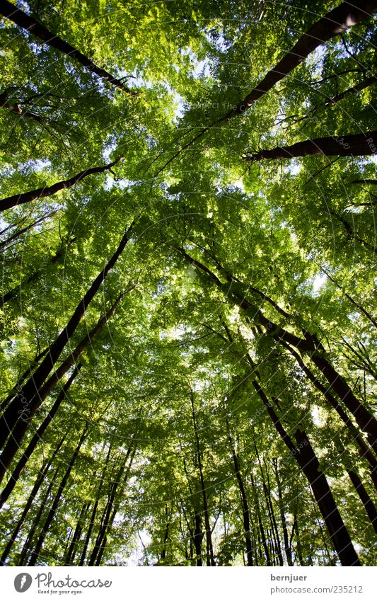 borkenkäfers dream Sommer Umwelt Natur Pflanze Himmel Frühling Baum blau grün schwarz Baumstamm Blatt Ast Buche Wald Buchenwald Baumkrone Eiche Farbfoto