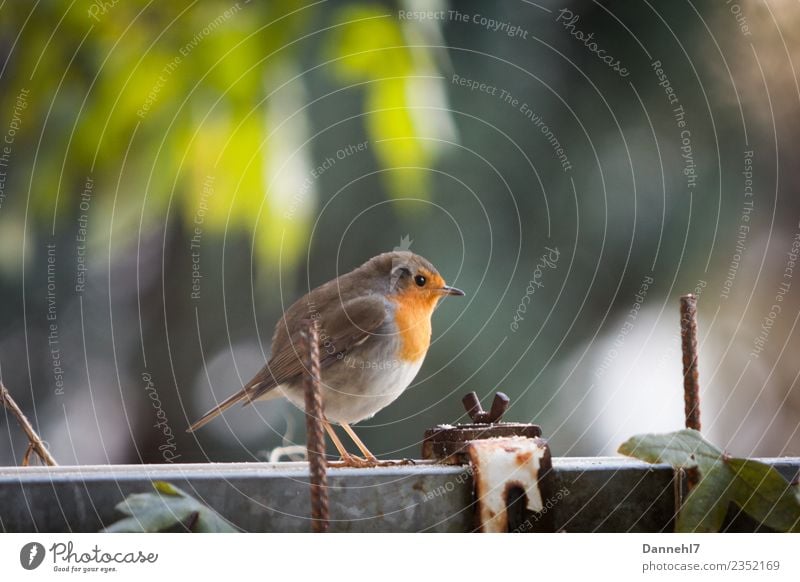 Rotrotrotkehlchen I Frühling Schönes Wetter Pflanze Garten Tier Wildtier Vogel Tiergesicht Flügel 1 beobachten füttern schön klein braun grün Sicherheit Schutz