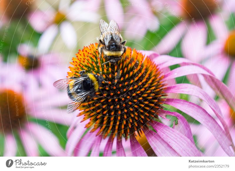 Zwei Bienen bei der Arbeit Garten Natur Landschaft Pflanze Tier Frühling Sommer Schönes Wetter Blume Blüte Grünpflanze Nutztier Wildtier Flügel 2 Schwarm