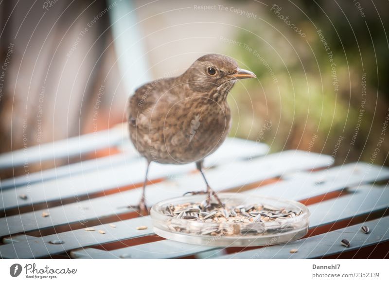 Berta die Amsel Garten Tier Vogel 1 Essen füttern genießen schön dünn blau braun selbstbewußt Appetit & Hunger gefräßig Weibchen Futter Futterplatz Gartenstuhl