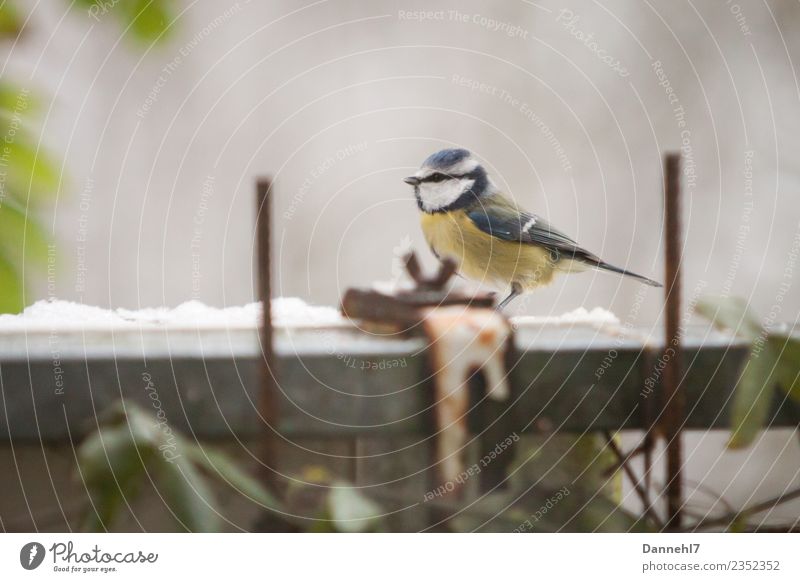 Eine Blaumeise Natur Pflanze Sträucher Garten Tier Wildtier Vogel 1 Erholung Stahl Schraube Meisen gelb Gelbstich blau Balkon Balkonpflanze Blumenkasten Profil