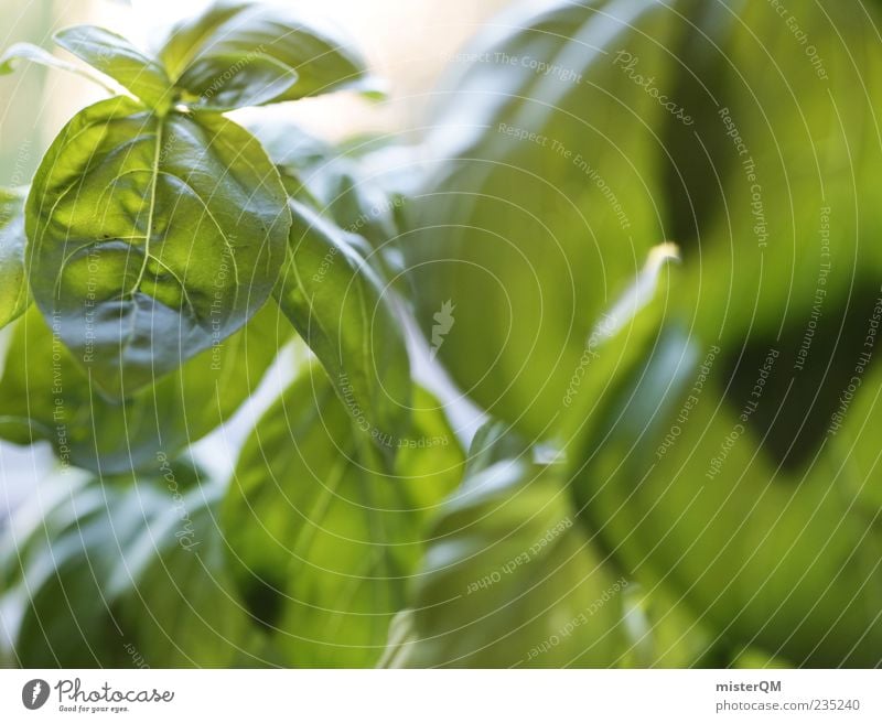 Heimgarten. Umwelt Natur ästhetisch Basilikum Basilikumblatt Pflanze grün Grünpflanze Kräuter & Gewürze dezent frisch Küchenkräuter mediterran Gesundheit