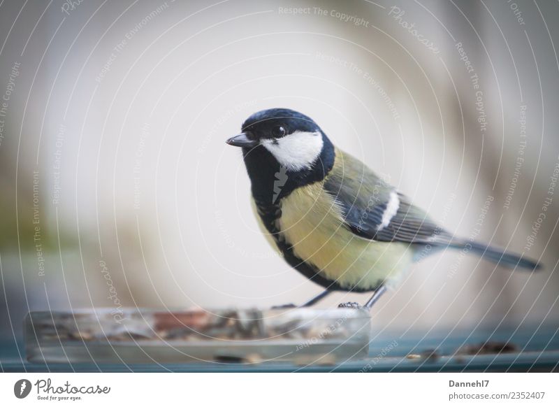 Die Kohlmeise von nebenan Tier Wildtier Vogel 1 Essen füttern warten Wachsamkeit Meisen Futter beobachten Gelbstich gelb grün schwarz Schnabel Farbfoto