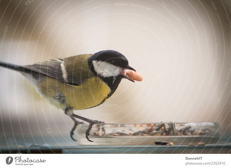 Kohldampf Tier Wildtier Vogel 1 Essen füttern Kohlmeise Meisen Erdnuss Vogelfutter Appetit & Hunger Schnabel Farbfoto Außenaufnahme Menschenleer Tag