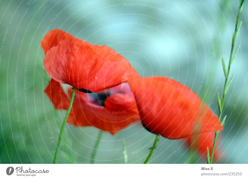 Mohnblüten Pflanze Frühling Sommer Blume Gras Blatt Blüte Garten Wiese Blühend Duft Wachstum rot Blütenblatt Farbfoto mehrfarbig Außenaufnahme Nahaufnahme