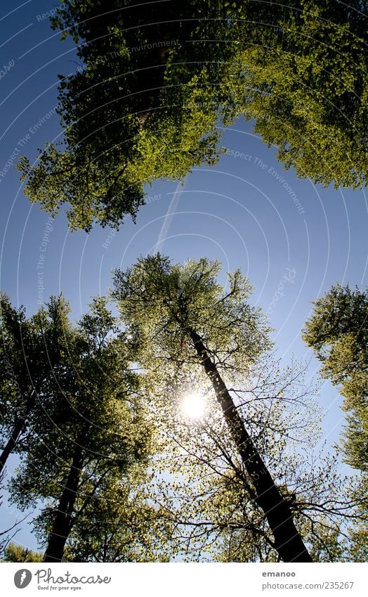 Licht im Dach Sommer Sonne Umwelt Natur Himmel Wetter Pflanze Baum Wald hoch natürlich blau grün Baumstamm Kondensstreifen Flugzeug Luftverkehr Blätterdach