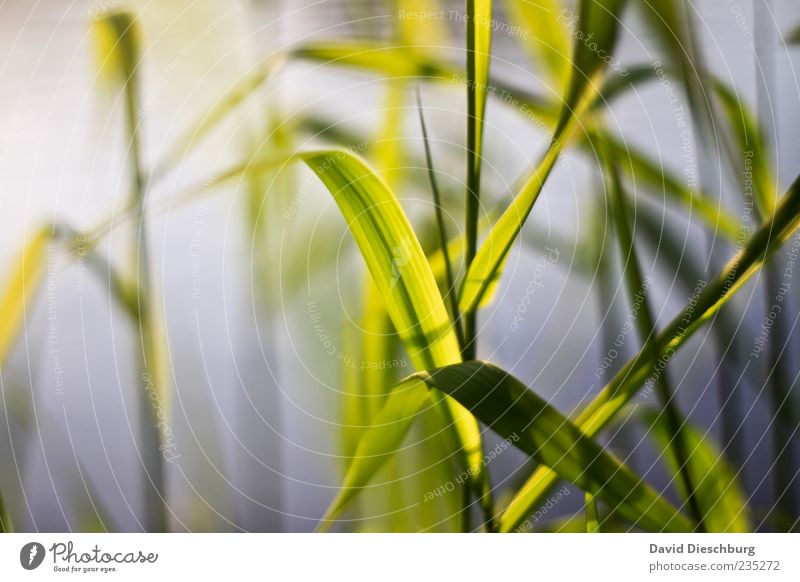 Abends am Fluss Natur Pflanze Gras Grünpflanze grün Stengel Halm ruhig natürlich gekrümmt Farbfoto Nahaufnahme Detailaufnahme Schilfrohr Menschenleer