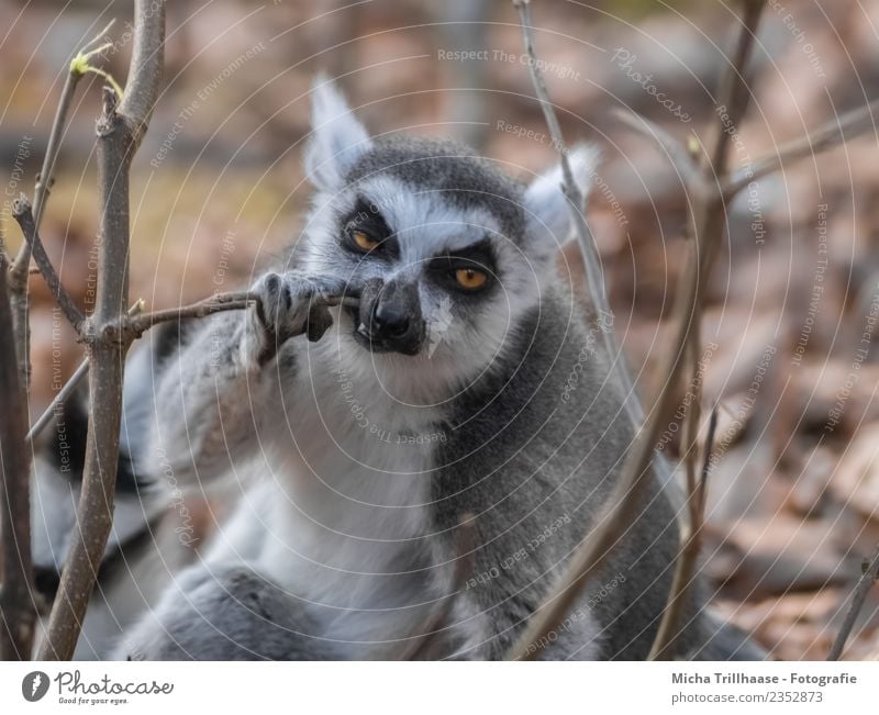 Zähneputzender Affe Natur Tier Sonne Schönes Wetter Zweige u. Äste Wald Wildtier Tiergesicht Fell Pfote Affen Katta Halbaffen Auge 1 Zahnbürste Fressen Reinigen