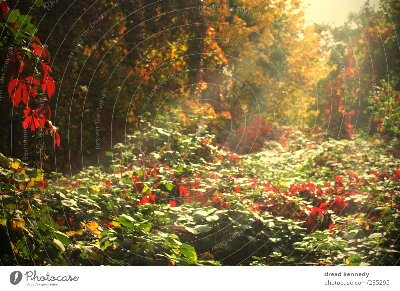 Beautiful Sun Day Sommer Natur Pflanze Herbst Schönes Wetter Baum Gras Sträucher Farn Blatt Blüte Nutzpflanze Wildpflanze Garten schön Farbe Frieden Idylle