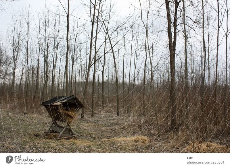 waldfrieden [waffenstillstand] Umwelt Natur Landschaft Pflanze Erde Himmel Baum Wald Waldlichtung Horizont Umweltschutz bedrohlich Wildnis füttern Heu Stroh