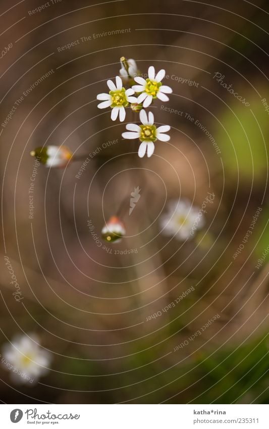 spring Umwelt Natur Pflanze Frühling Blume Blüte ästhetisch elegant frisch braun gelb weiß Farbfoto Außenaufnahme Nahaufnahme Makroaufnahme Menschenleer