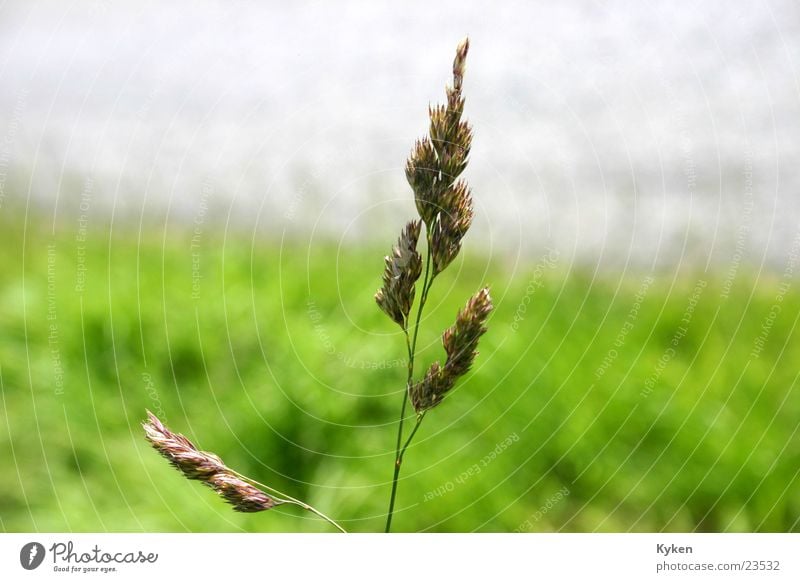 der Halm Gras grün Wiese Wegrand