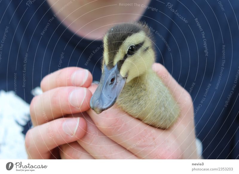 Entenküken in den Händen eines jungen Mannes Junger Mann Jugendliche Erwachsene Körper 1 Mensch 18-30 Jahre Tier Haustier Nutztier Wildtier Vogel Tiergesicht