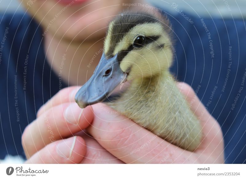 Neugierige Ente in den Händen eines jungen Mannes Mensch maskulin Junger Mann Jugendliche Erwachsene Körper 1 18-30 Jahre Tier Haustier Nutztier Wildtier Vogel