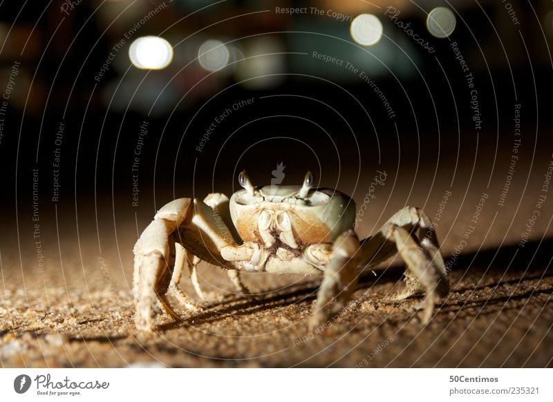 Der Krebs am Strand - crab on the beach Tier Wildtier Krebstier 1 Sand Bewegung elegant natürlich schön braun gelb Kraft Mut ruhig Leben ästhetisch Natur