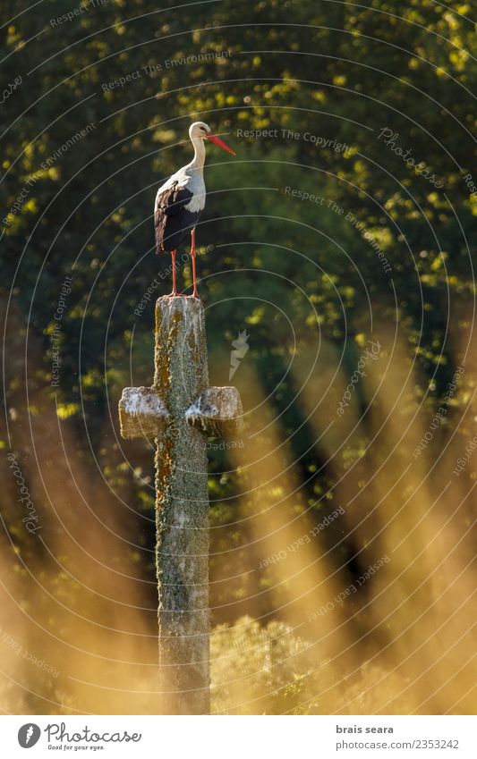 Storch am Kreuz Natur Tier Sonne Sommer Feld Kirche Denkmal Vogel Flügel 1 Stein Zeichen elegant natürlich schön gelb grün weiß Tierwelt durchkreuzen Ciconia