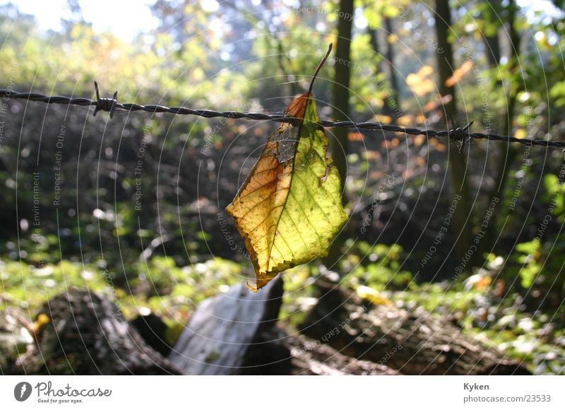 das Ende Wald Blatt Herbst Stacheldraht Licht Abschied Sonne